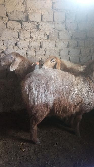 А/ч жаныбарларын сатам: Сатам | Ургаачы кой (ургаачы) | Көбөйтүү үчүн | Асыл тукумдуу — 5