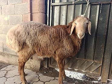 ушные бирки: Продаю | Баран (самец) | Арашан | Для разведения | Осеменитель — 5