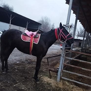 лошадь белый: Продаю | Кобыла (самка) | Полукровка | Конный спорт | Племенные — 9