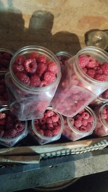 малина свежая купить: Рассады клубники сорт альбион мурано клери и черный долгоиграющий с — 3