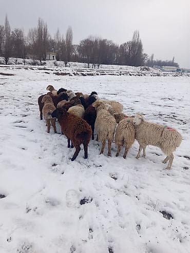 бараны ягнята: Продаю | Овца (самка), Ягненок, Баран (самец) — 4