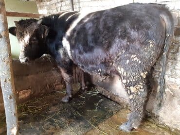 Продаю | Бык (самец) | На забой, На откорм | Искусственник