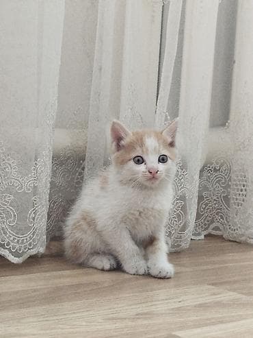 дом кошка: Отдам котят добрые руки — 3