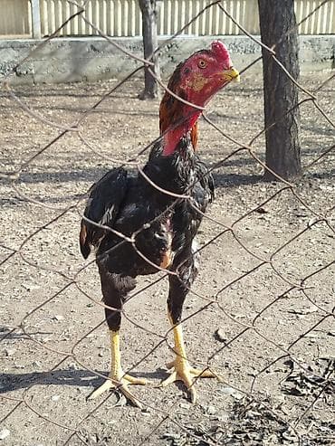 кошки купить бишкек: Дакан жожо короз сатылат активный алмашу жолдору бар адрес Заря — 3