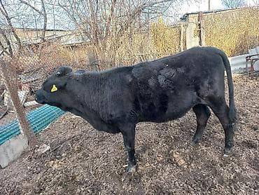 котята в оше: Продаю | Тёлка | Для молока — 2