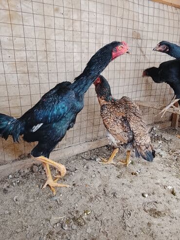 кролики токмак: Продаю | Куры | Бойцовая | Для разведения — 6