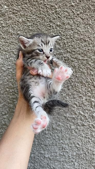 scottish fold: Отдам котят - Возраст: 1 месяц - Окрас: - Чёрно-белый с белой — 2