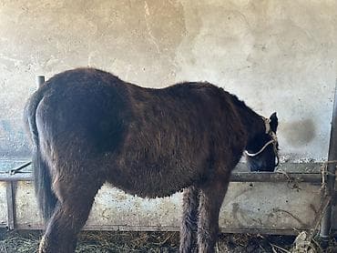 Аквариумы: Продаю | Жеребец | Рабочий | Племенные — 4