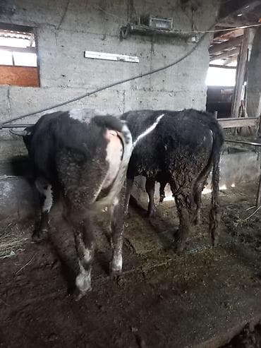 продам ягнят: Продаю | Бык (самец) | На откорм | Привязанные — 2