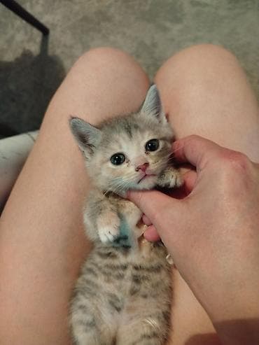 сиамские кошки цена: Очаровательные котята-домоседы. - Возраст: примерно 1–2 месяца — 2