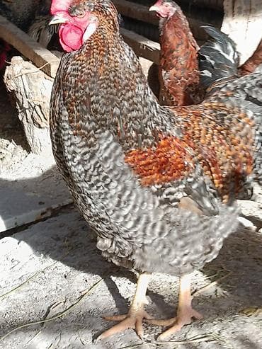 ящик сатылат: Сатам | Короздор | Көбөйтүү үчүн — 5