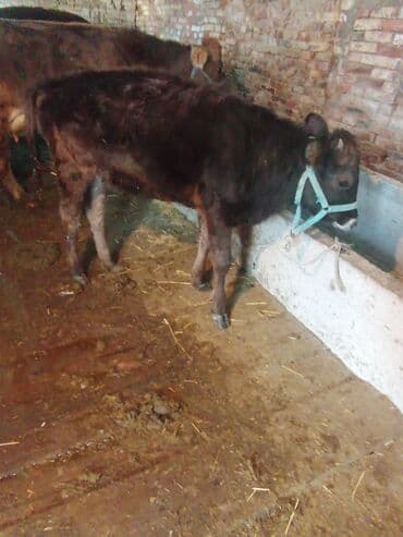 плодные матки: Продаю | Тёлка, Музоо, торпок | Алатауская | На откорм, На забой, Для разведения | Искусственник — 2