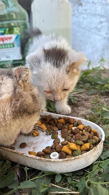 шотланские котята: Серый и черный самки А белый самец Котята домашние, разного окраса: - — 3