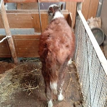 уй животных: Продаю | Тёлка | Герефорд | На откорм — 3