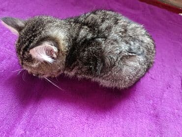 купить кошку бенгальскую: Котёнок, полосатый табби - Пушистый домашний котёнок с густой мягкой — 3