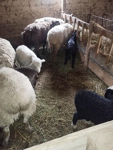 миринос баран: Сатам | Ургаачы кой (ургаачы) | Аргын | Көбөйтүү үчүн | Ургаачы — 5