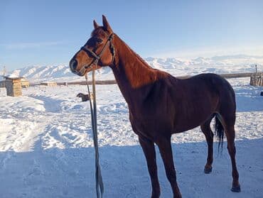 Зоотовары: Продаю | Жеребец | Полукровка | Конный спорт — 6