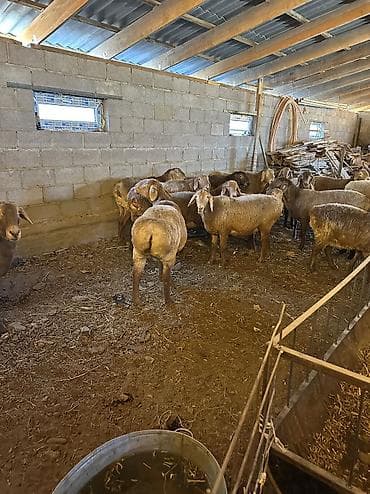 ветеринар ош круглосуточно: Продаю | Овца (самка) | Арашан | Для разведения — 3