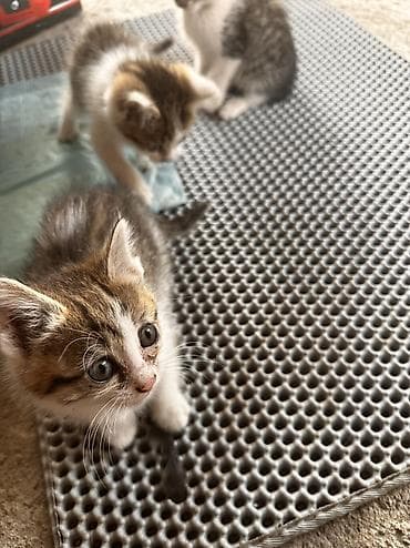 кошка мышык: Отдам котят в хорошие руки. Мать превосходный охотник на мышей и крыс — 4