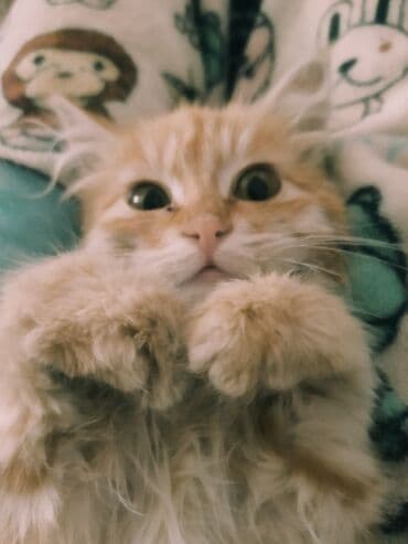 Кошки: Пушистый рыжий котёнок с длинной шерстью и мягкими — 2