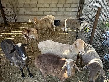 Животные: Продаю | Овца (самка), Баран (самец) | На забой — 1
