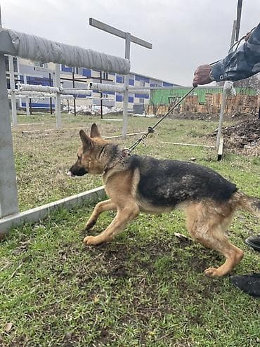 Продажа собак: Немецкая овчарка, 3 года, Самка, С прививкой — 1