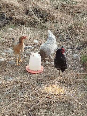 товары для кошек: Тооктор сатылат 4 штук бар алмашу жолдору бар адрес Заря Тынчтык — 4