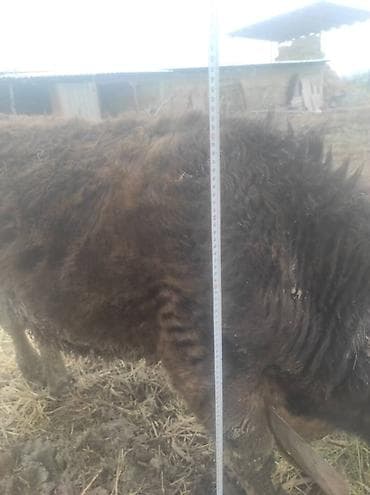 гусь купить: Продаю | Тёлка | На откорм | Привязанные — 5