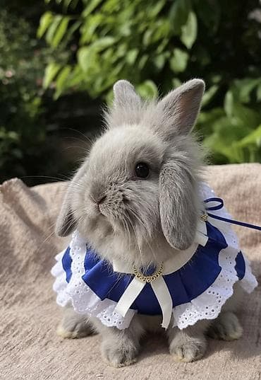 дикоративные кролики: Продаёте кролик 🐇
Декоративный,карликовый — 2