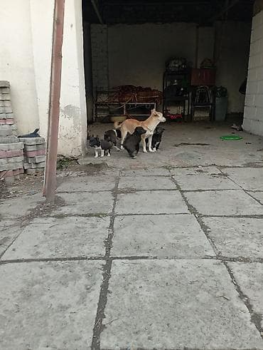 чихуа чихуа: Звоночки . 2.5 месяца. вырастут небольшого роста . бесплатно — 8