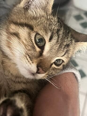 мопс собака: Отдам даром, очень любит человека — 2