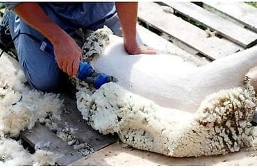 мышык сатып алам: Кой кыркабыз, стрижка овец — 1