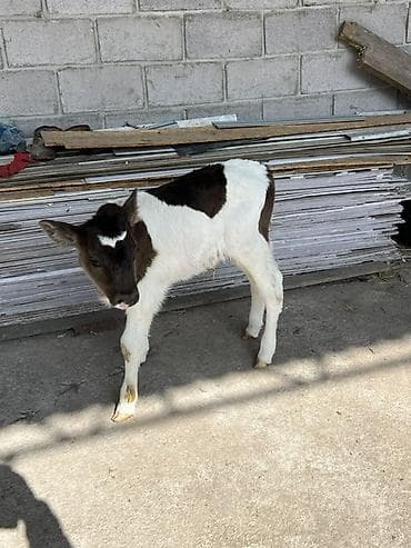 Коровы, быки: Продаю | Тёлка | Для молока — 1