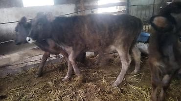 продажа попугаев: Продаю | Бык (самец) | На откорм — 10