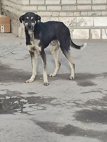 где взять щенка бесплатно: Заберите хорошие люди, любящие собак к себе пёсика. Он был чей то, не — 5
