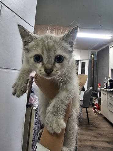 scottish fold: Котята домашние, ок. 1.5 месяцев. Два окраса: - дымчатый (почти — 1