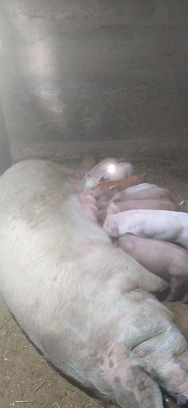 Продаю | Поросенок | Ландрас, Дюрок | Для разведения | Племенные