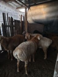 продаю связи с переездом: Продаю | Баран (самец) | Полукровка, Арашан | Для разведения | Осеменитель — 4