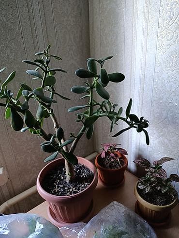 Бөлмө өсүмдүктөрү: Гипоэстес (Hypoestes phyllostachya) «пятнистый» в горшке,есть белый — 3