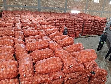 семена лука купить: Лук Оптом — 1