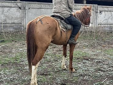 продажа кукуруза: Продаю | Жеребенок | Рабочий — 3