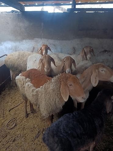 Аквариумдар: Сатам | Ургаачы кой (ургаачы), Козу | Арашан | Көбөйтүү үчүн | Ургаачы — 2