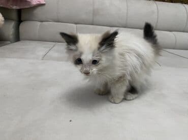 helix original цена в оше: Беспородная, 3 месяца, Мальчик, Серый, Приучена к лотку — 4