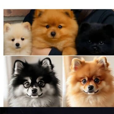 акустические системы tf колонка в виде собак: Бишкек: *Продаются две шпицы — пара* • *Мальчик* — 3 года, немецкий — 1