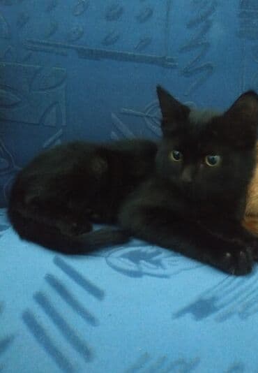 кот вислоухий: 3 месяца, Девочка, Приучена к лотку, Проглистована — 2