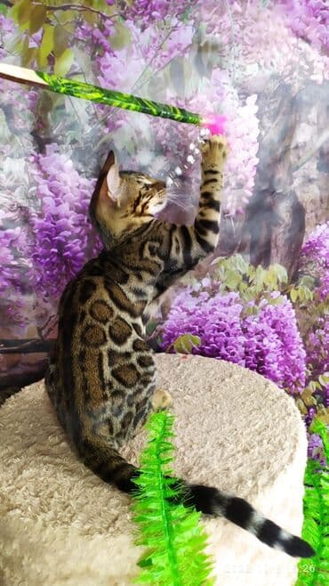 новорожденные котята: Бенгальские Детки .проф питомник Бен Гла Мур. предлагает Девочек и — 11