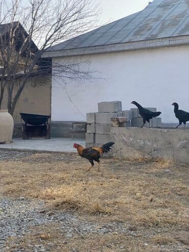 продажа щенков немецкой овчарки в бишкеке с документами: Сатам | Короздор | Тебиштирүүчү | Көбөйтүү үчүн — 5