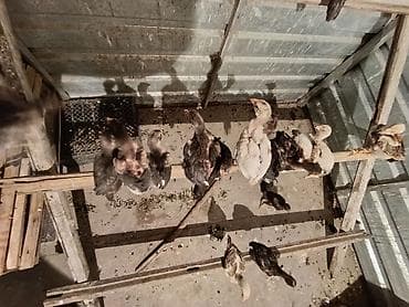 индюки цыплята цена: Срочно продаю цыплят чистых бойцовские даканы очень активные недавно — 4