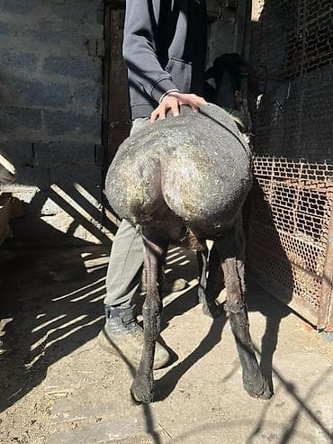 кары несушки: Продаю | Овца (самка) | Для разведения, Для шерсти — 4