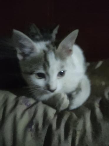 ориентальные кошки: Котята, домашние, короткошёрстные. район сокулук - Окрас — 6